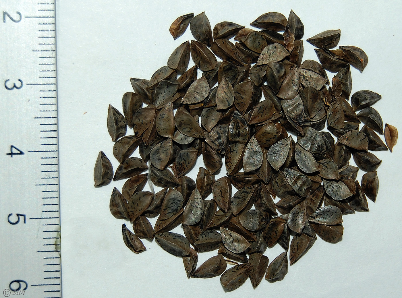 Image of Asphodeline taurica specimen.