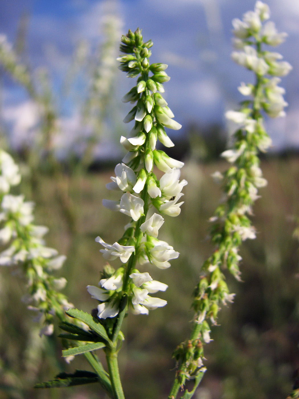 Image of Melilotus albus specimen.