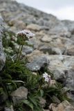 Valeriana saxicola