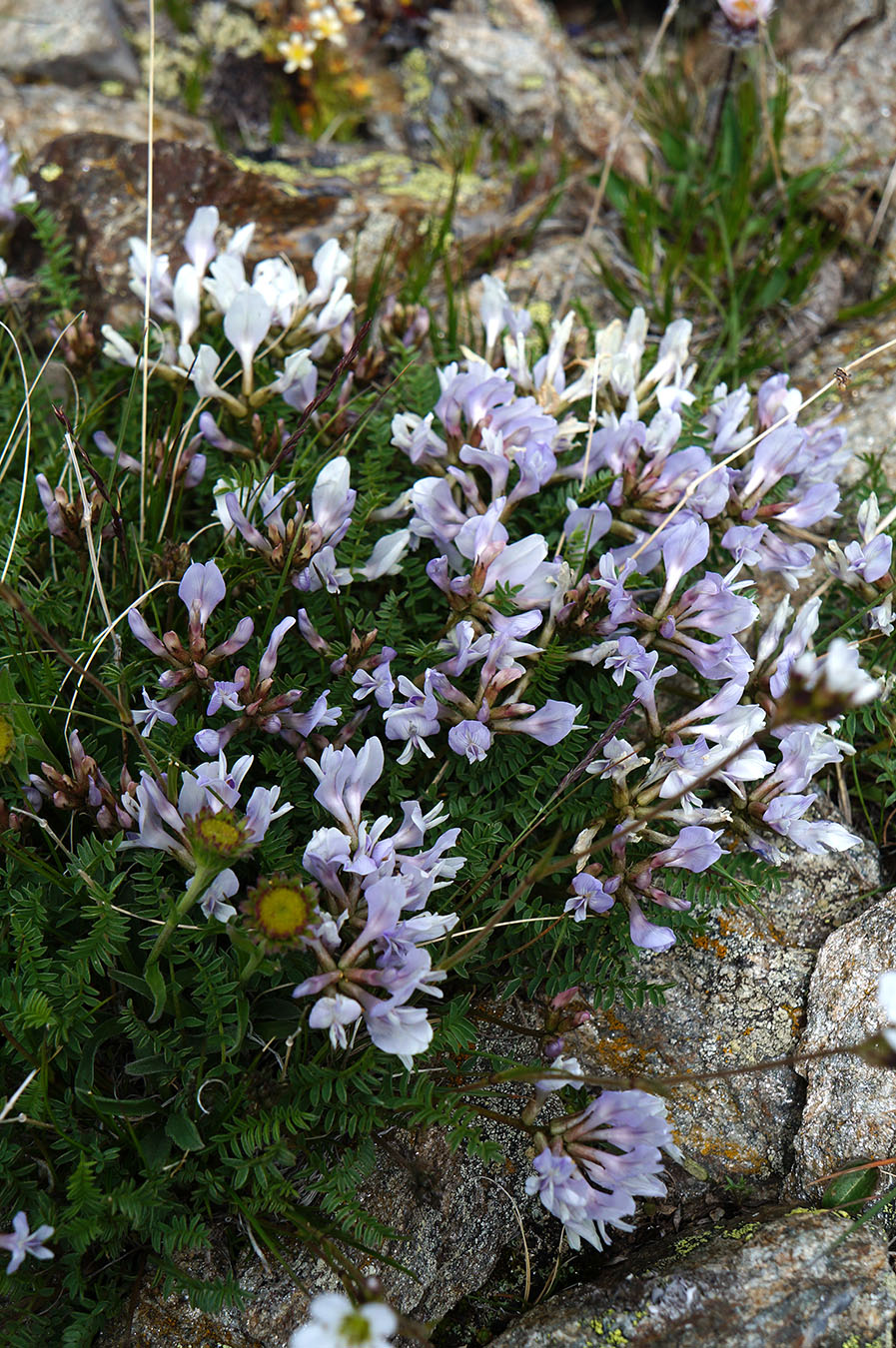 Изображение особи Astragalus levieri.