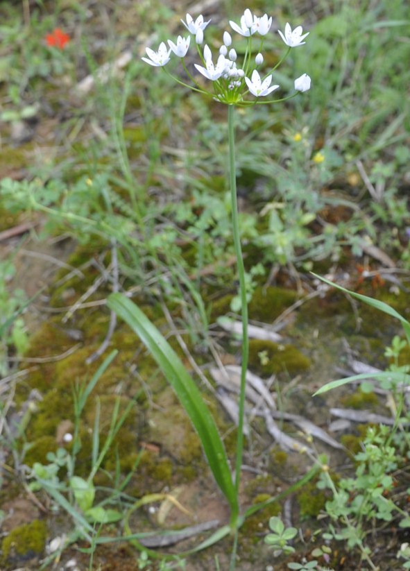 Image of Allium subhirsutum specimen.