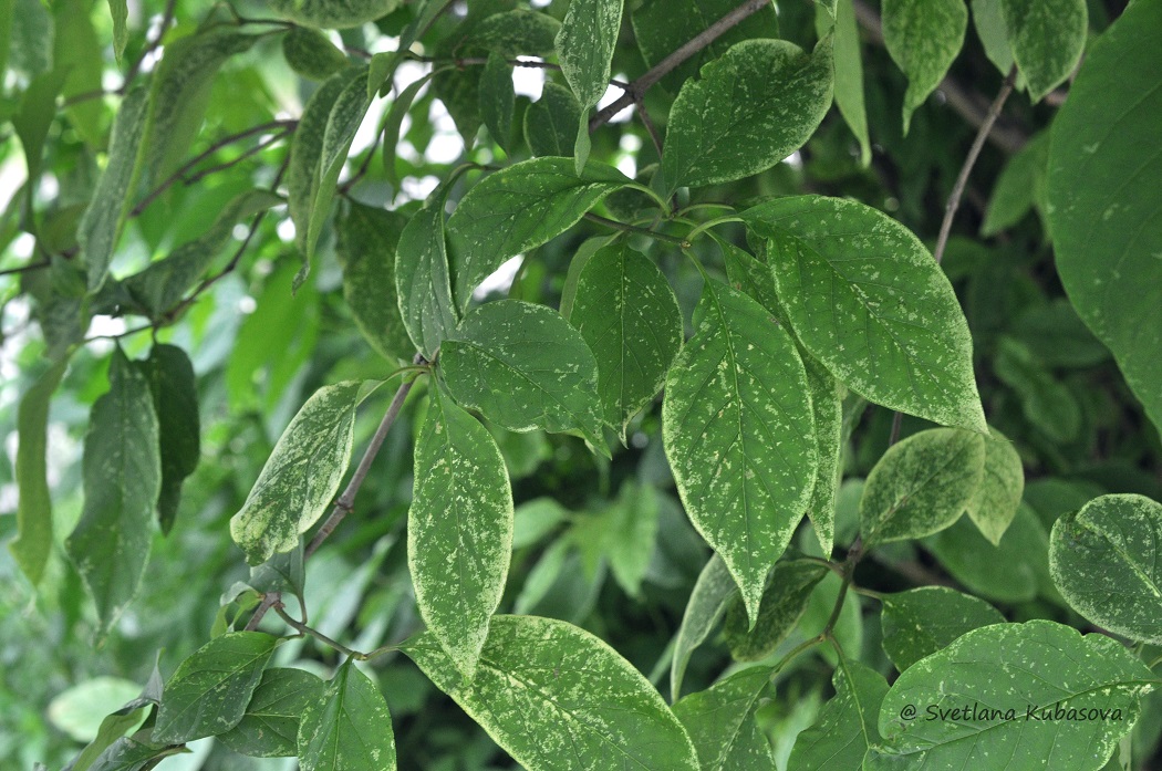 Изображение особи Syringa &times; henryi.