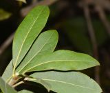 Laurus novocanariensis