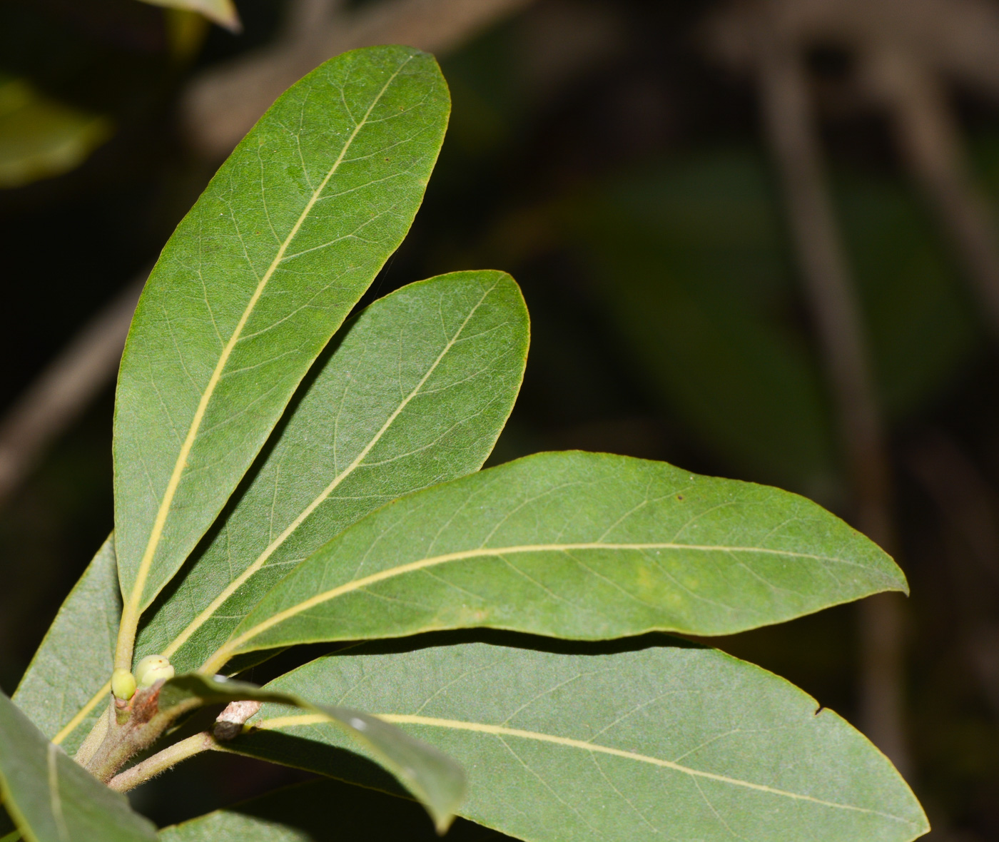 Image of Laurus novocanariensis specimen.