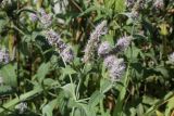 Mentha longifolia