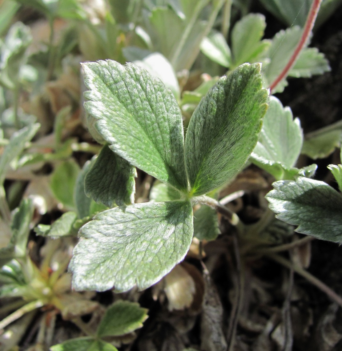 Изображение особи Potentilla divina.