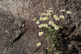 Pyrethrum parthenifolium