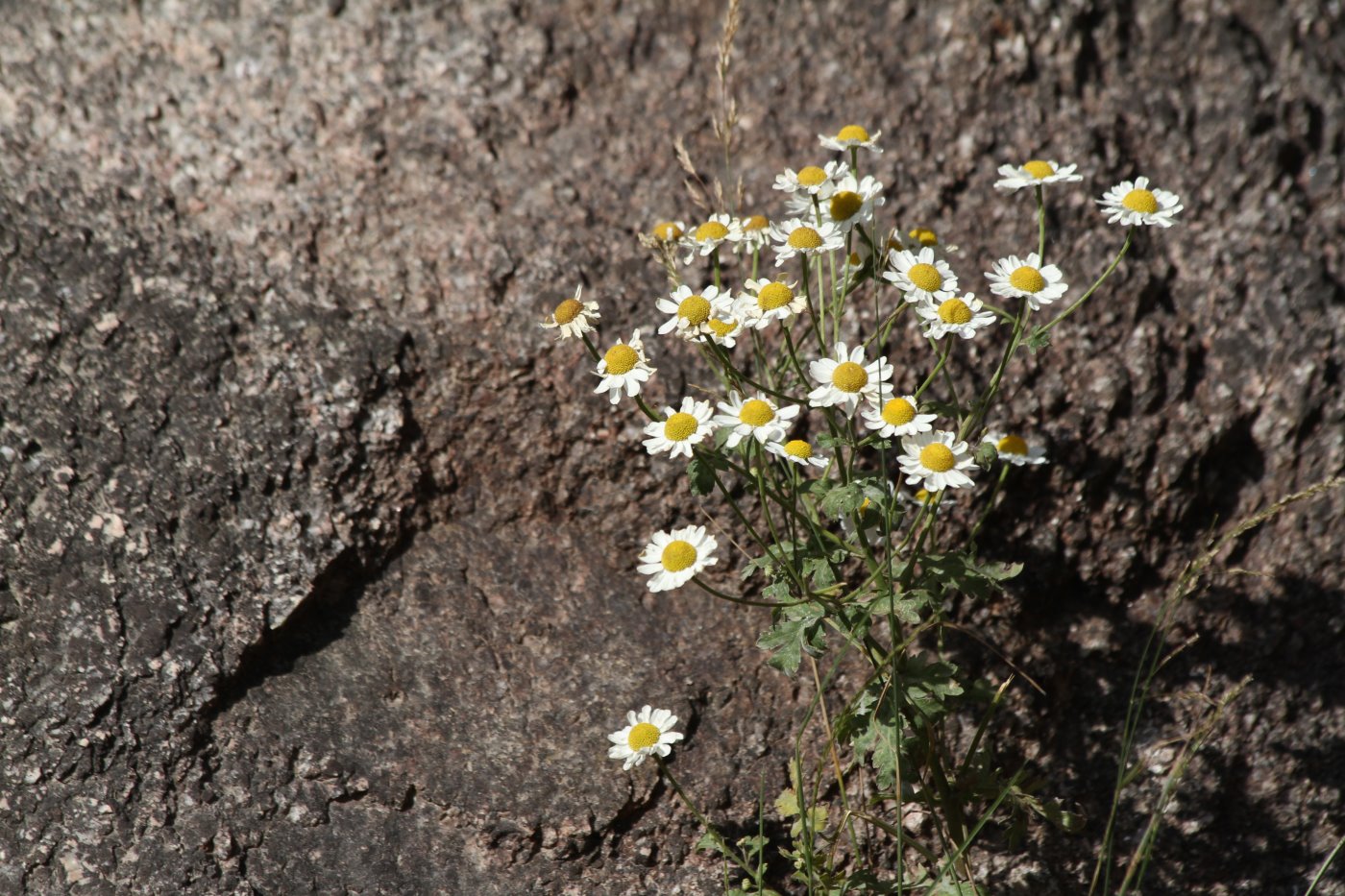 Image of Pyrethrum parthenifolium specimen.