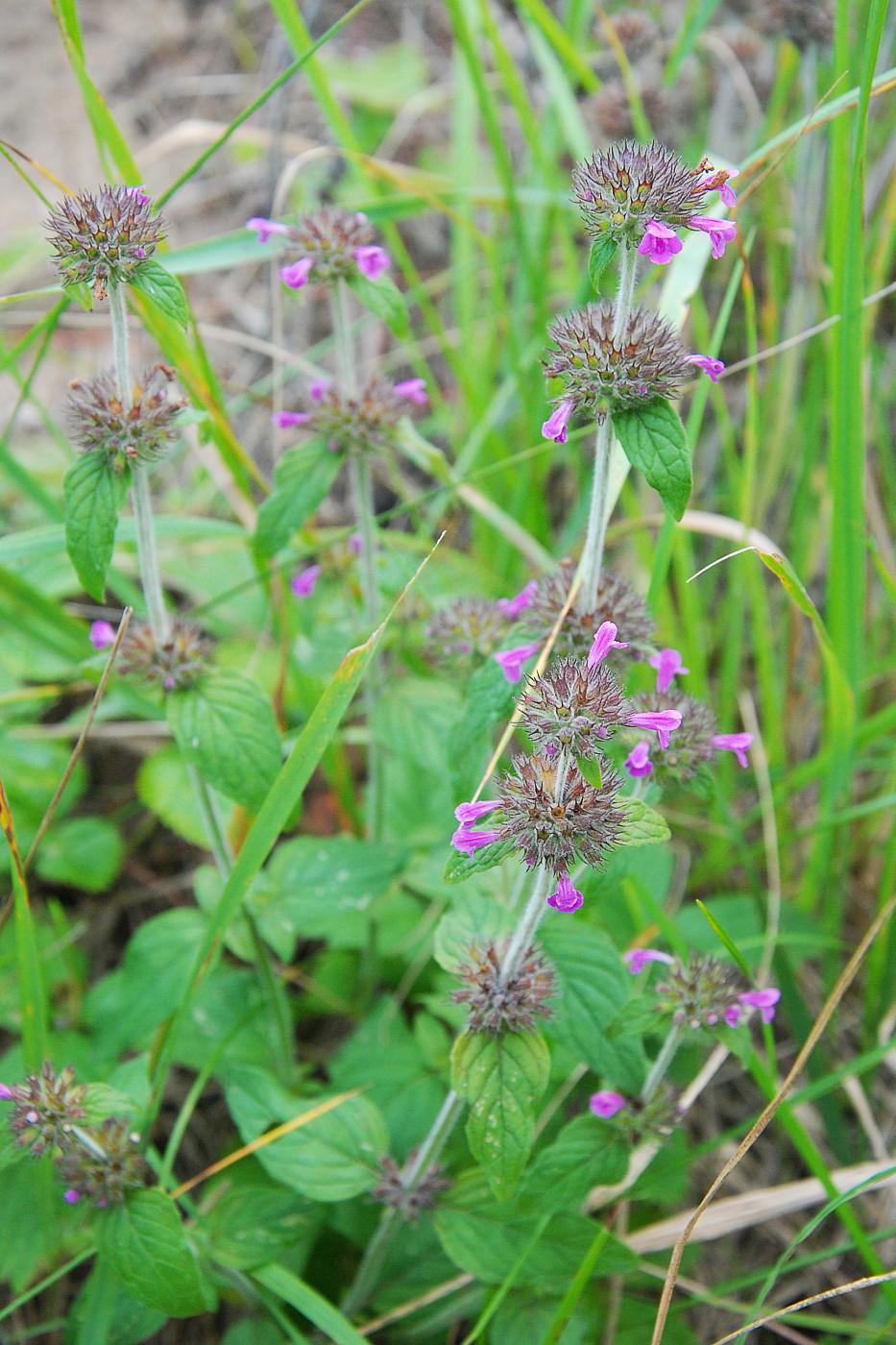 Изображение особи Clinopodium vulgare.