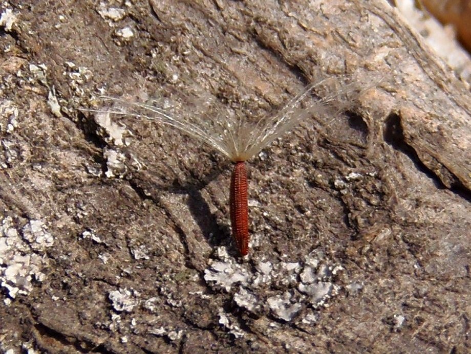 Image of Picris hieracioides specimen.