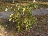 Symphoricarpos albus var. laevigatus