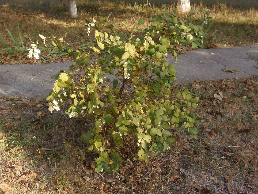 Изображение особи Symphoricarpos albus var. laevigatus.