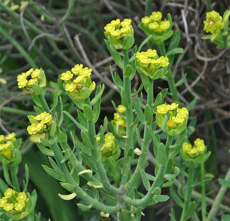 Изображение особи Euphorbia mauritanica.