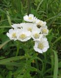 Achillea ptarmica подвид macrocephala. Верхушка цветущего растения. Сахалинская обл., о. Итуруп, побережье зал. Касатка, заболоченный луг. 21.08.2107.