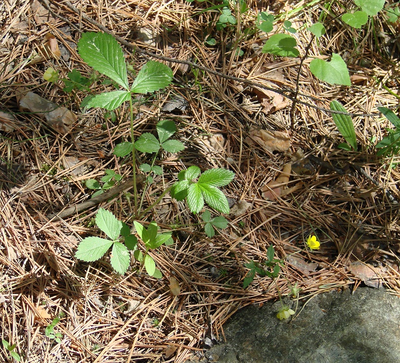 Изображение особи Potentilla fragarioides.