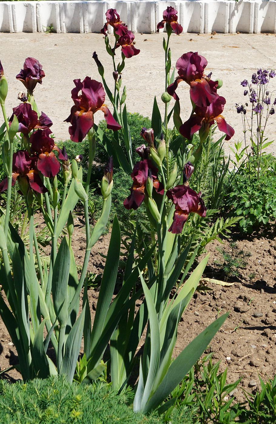 Изображение особи Iris &times; hybrida.