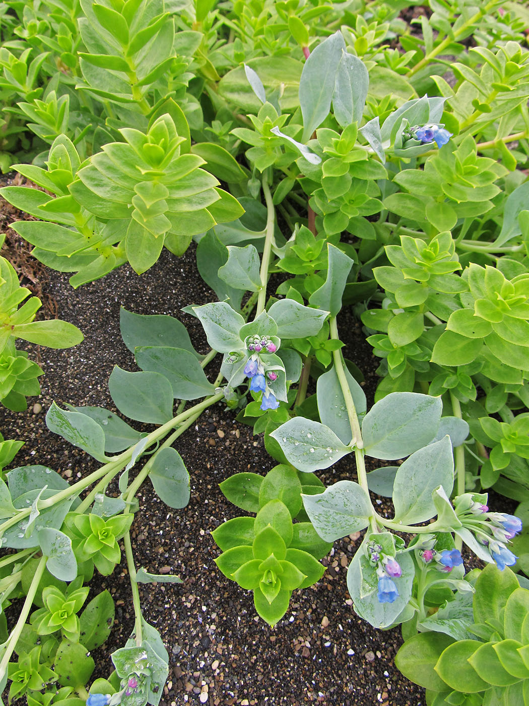 Изображение особи Mertensia maritima.