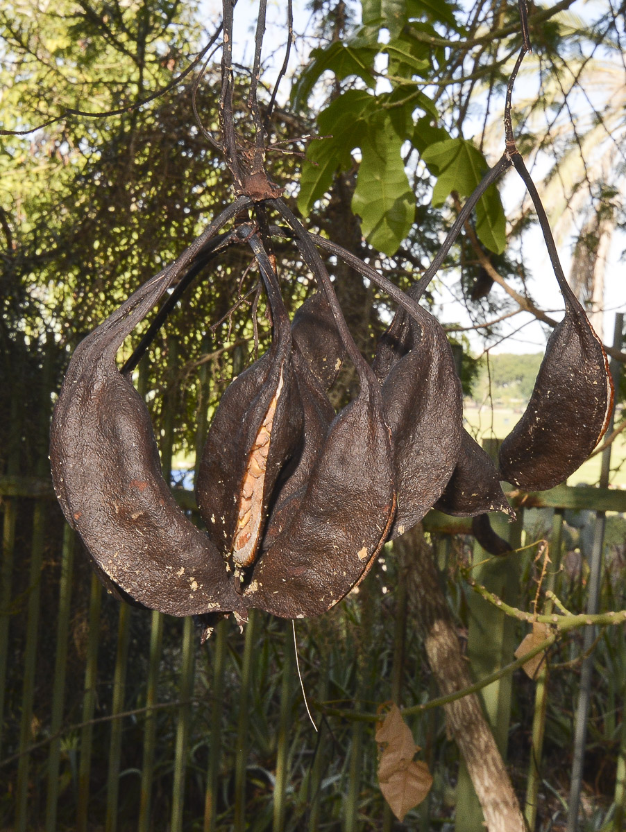 Изображение особи Brachychiton acerifolius.