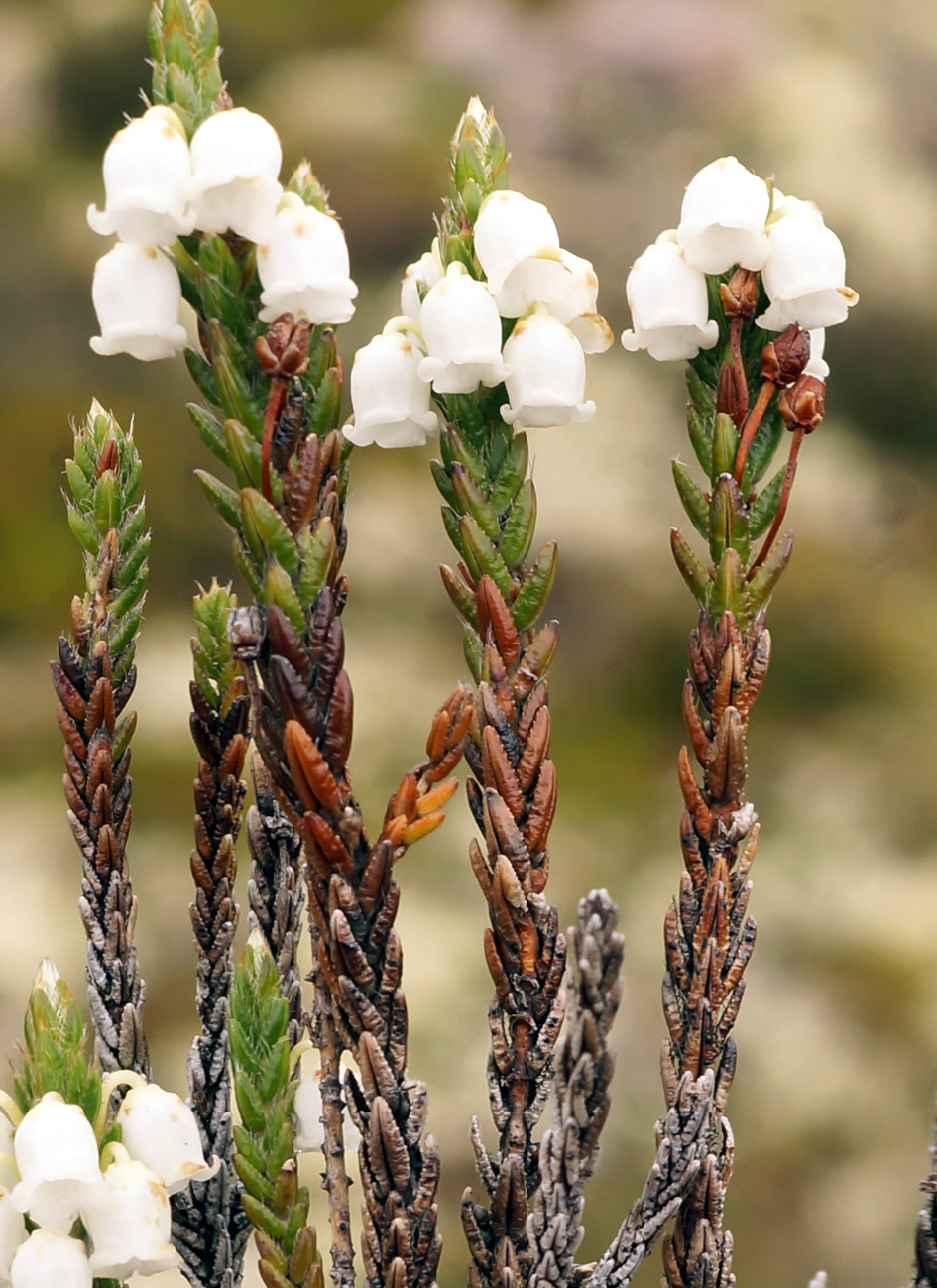 Image of Cassiope ericoides specimen.