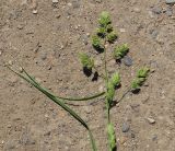 Dactylis glomerata. Соцветие. Восточный Казахстан, г. Усть-Каменогорск, правый берег р. Иртыш, обочина дороги вблизи здания. 31.05.2017.