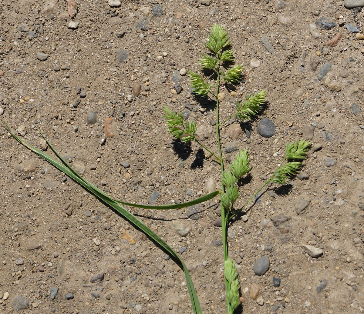 Изображение особи Dactylis glomerata.