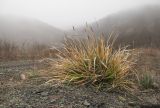 Sesleria alba