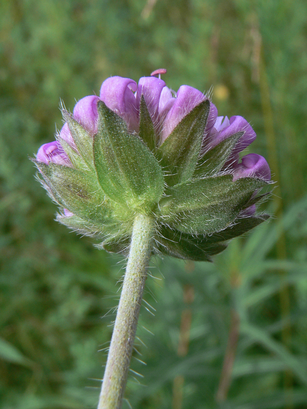 Image of Knautia arvensis specimen.