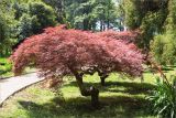 Acer palmatum. Взрослые деревья (var. dissectum (Thunb.) Miq.). Грузия, Аджария, с. Мцване-Концхи, Батумский бот. сад, в культуре. 09.05.2017.