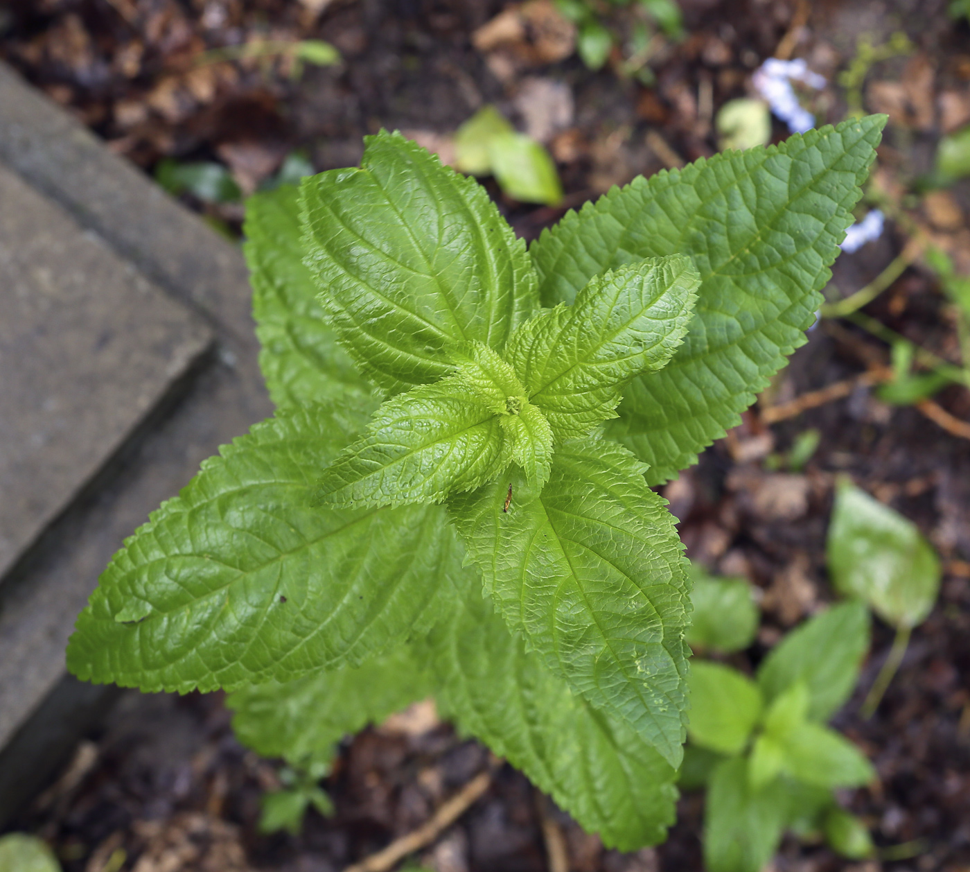 Изображение особи Scrophularia nodosa.