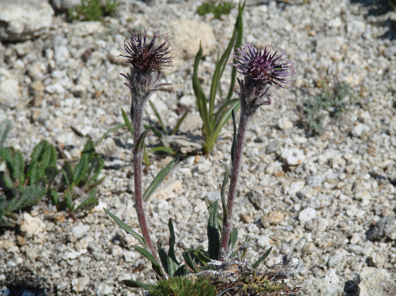 Изображение особи Saussurea schanginiana.