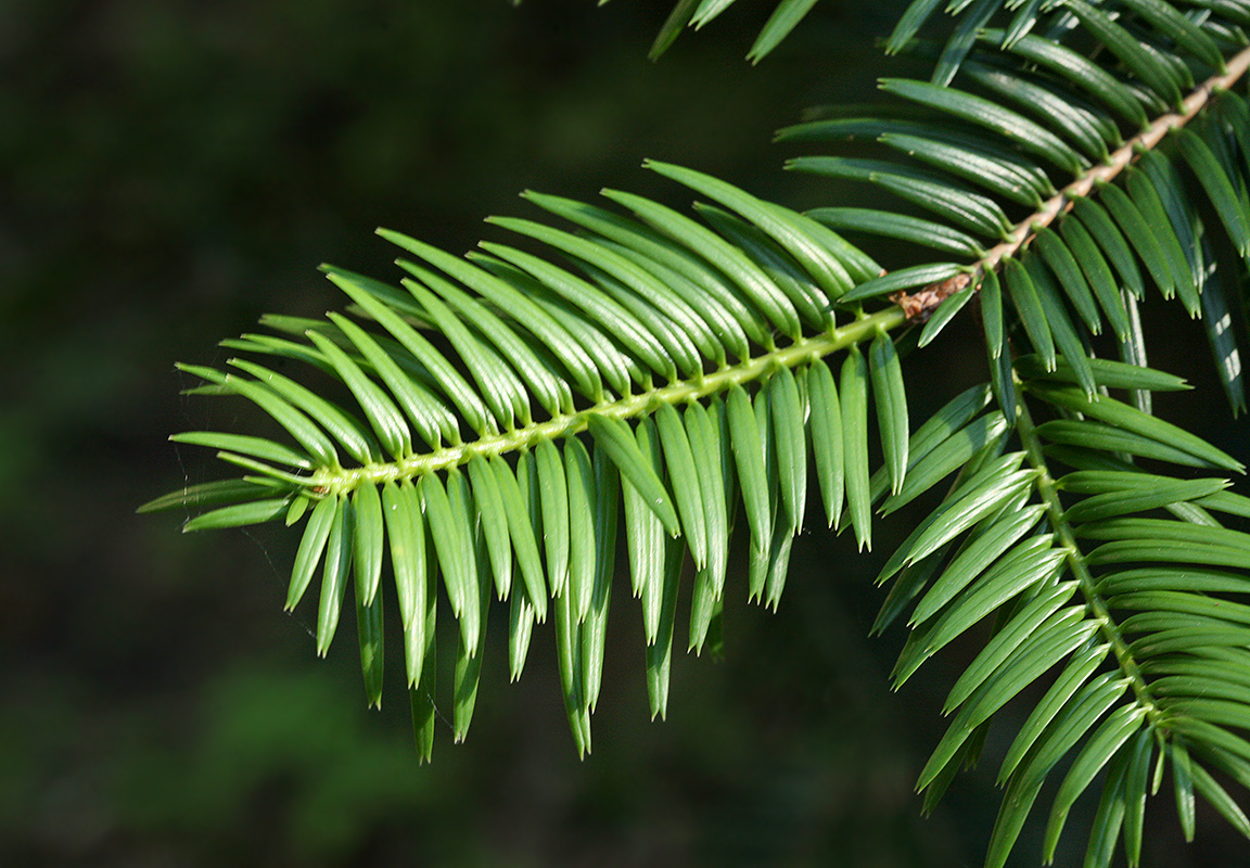 Image of Abies grandis specimen.