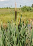 Typha latifolia. Верхушки растений с соцветиями. Московская обл., Истринский р-н, Павловская слобода. 26.06.2007.