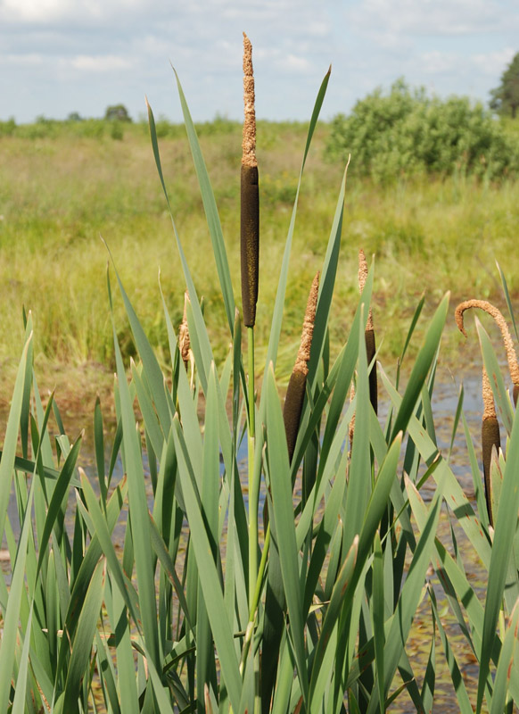 Изображение особи Typha latifolia.