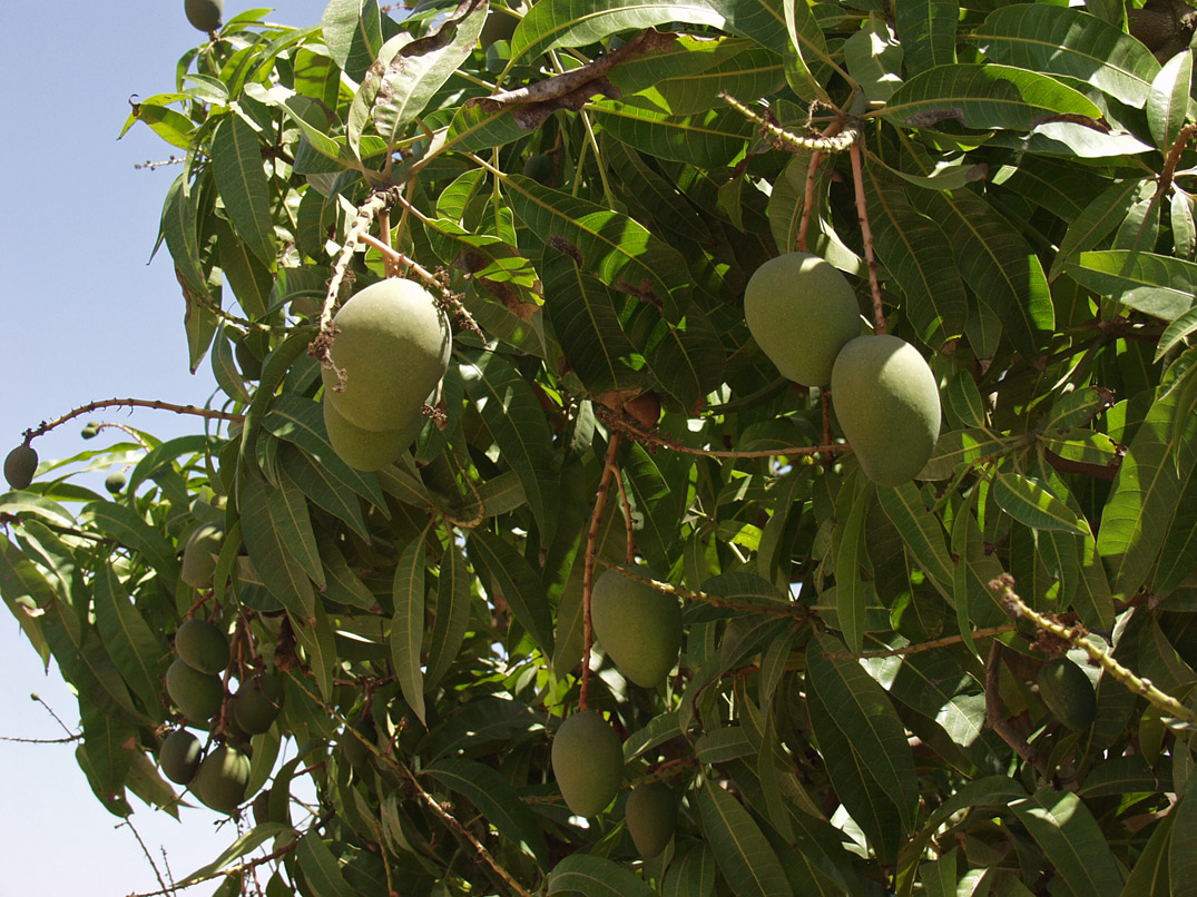 Изображение особи Mangifera indica .