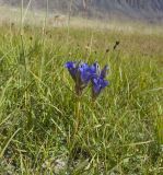 Gentiana decumbens