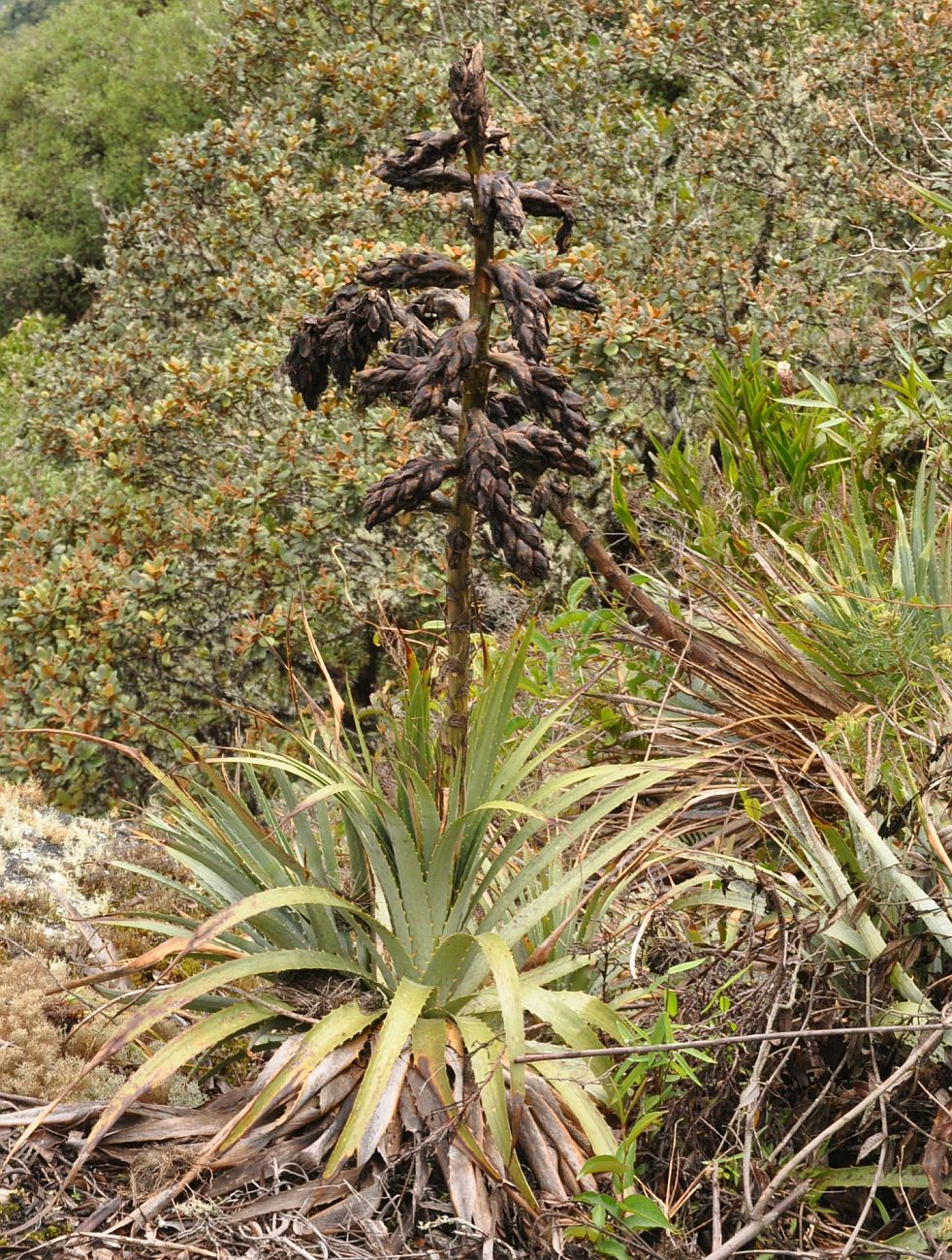 Image of genus Puya specimen.