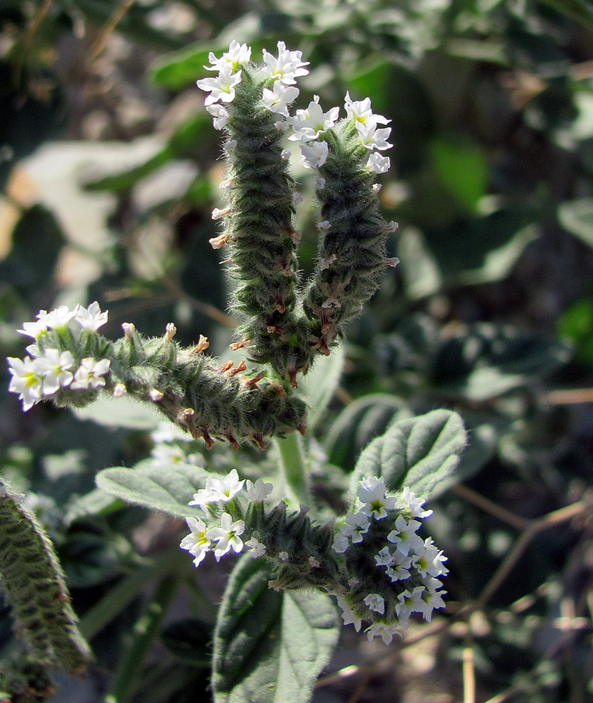 Изображение особи Heliotropium europaeum.