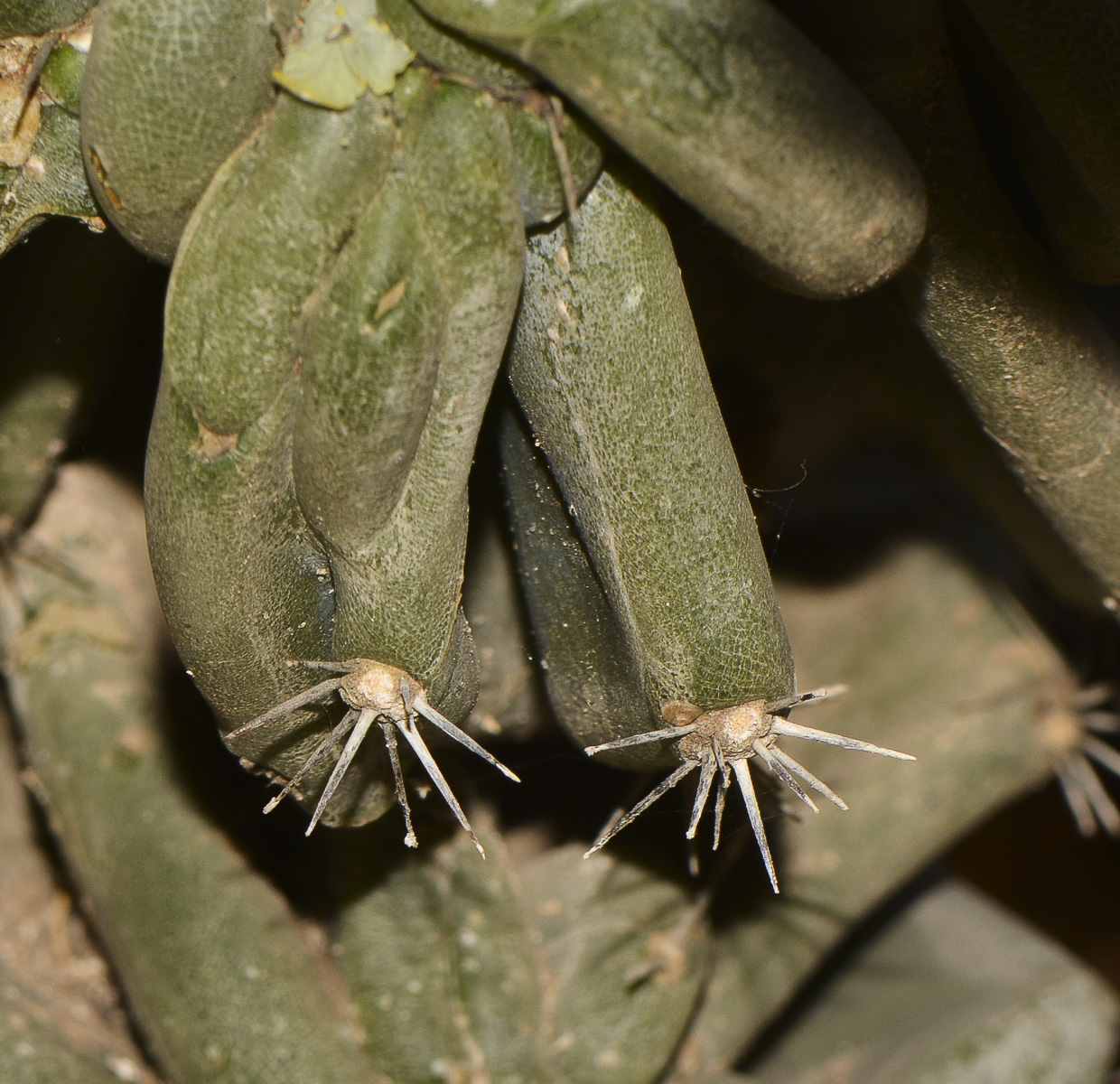 Изображение особи Cereus peruvianus var. monstrosus.