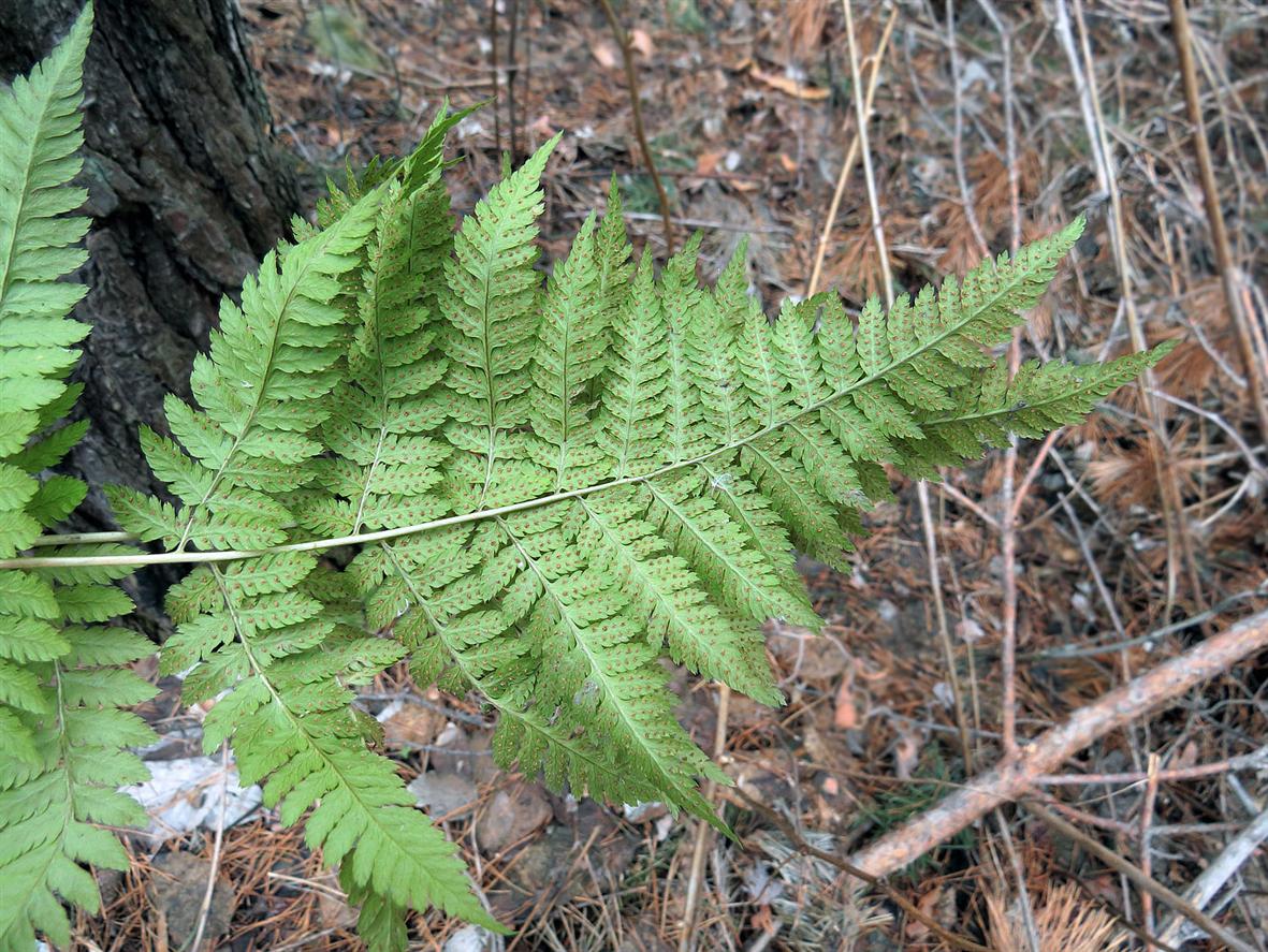 Изображение особи Dryopteris carthusiana.