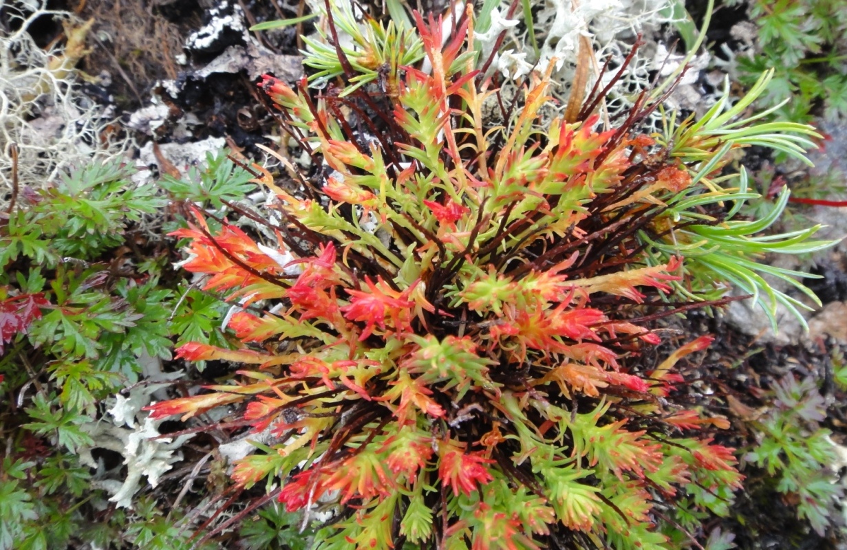 Image of Rhodiola quadrifida specimen.