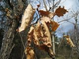 Quercus mongolica