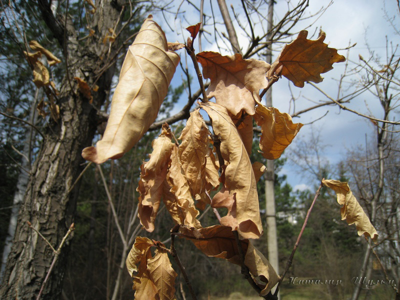 Изображение особи Quercus mongolica.