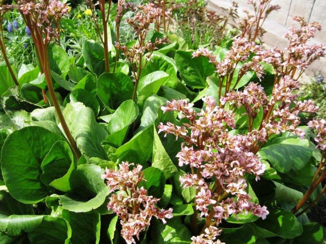 Image of Bergenia crassifolia specimen.