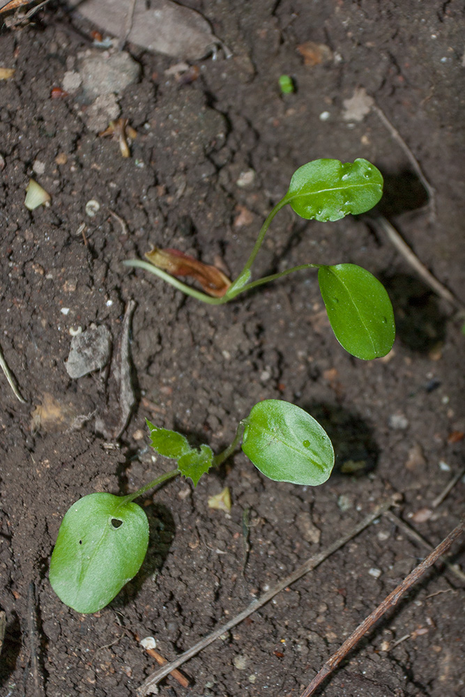 Image of Lunaria rediviva specimen.