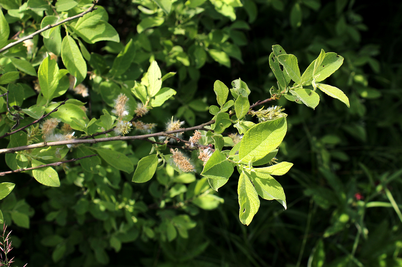 Image of Salix aurita specimen.