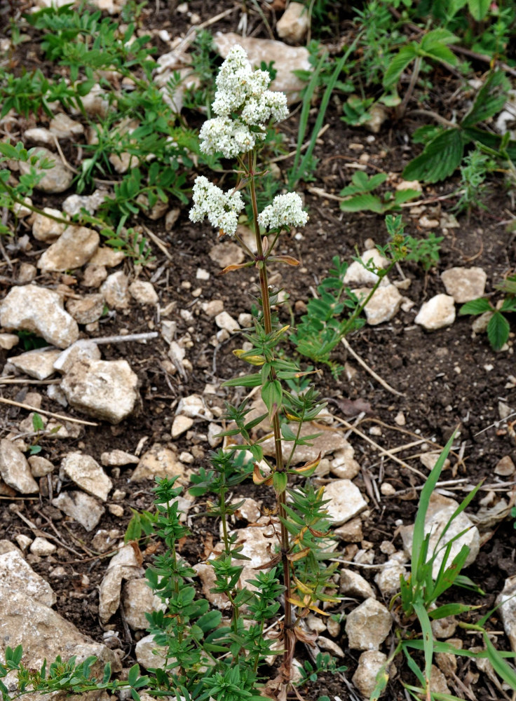 Image of Galium boreale specimen.