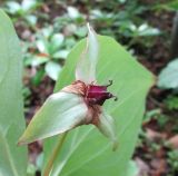 Trillium rugelii