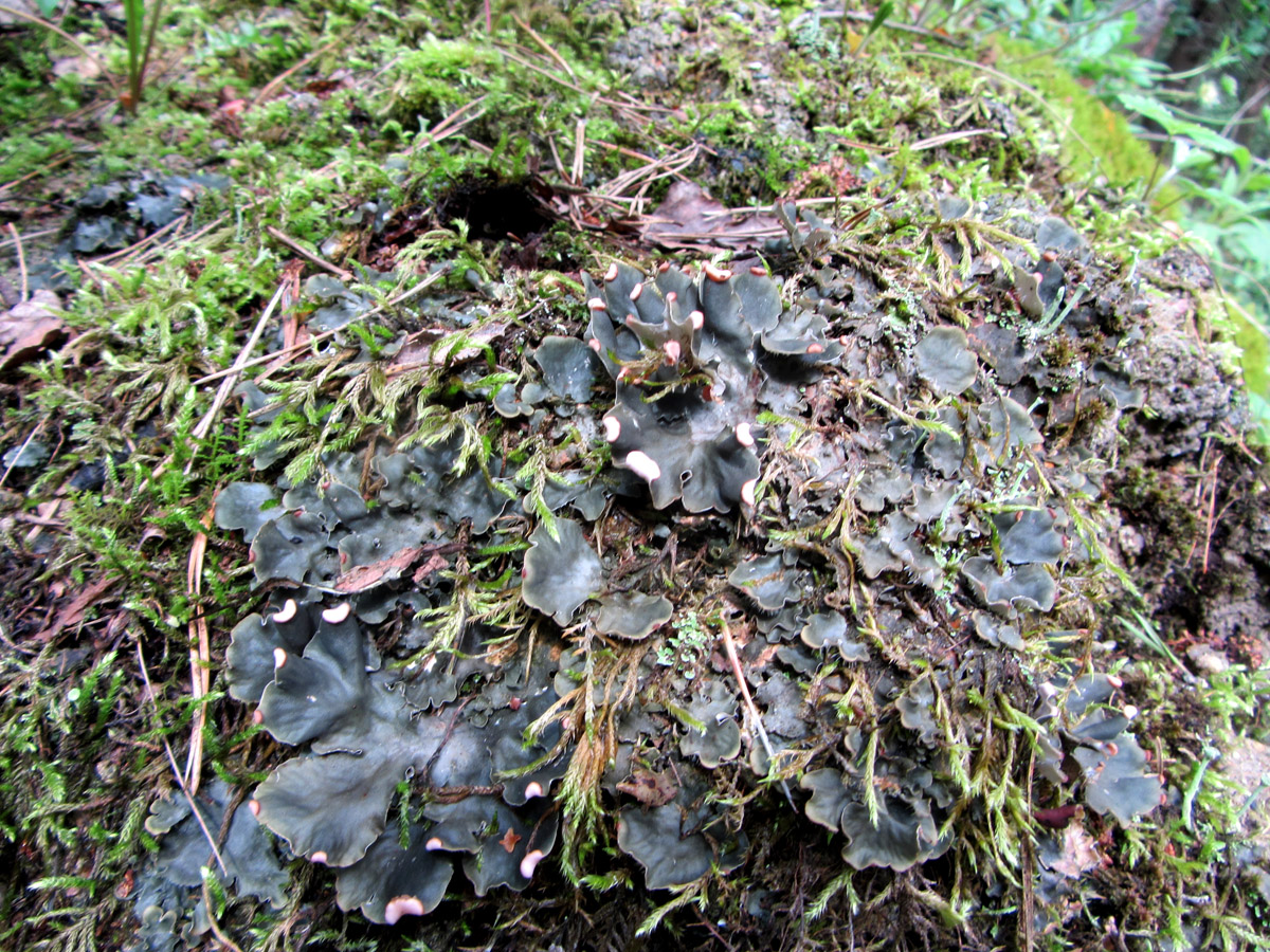 Image of genus Peltigera specimen.