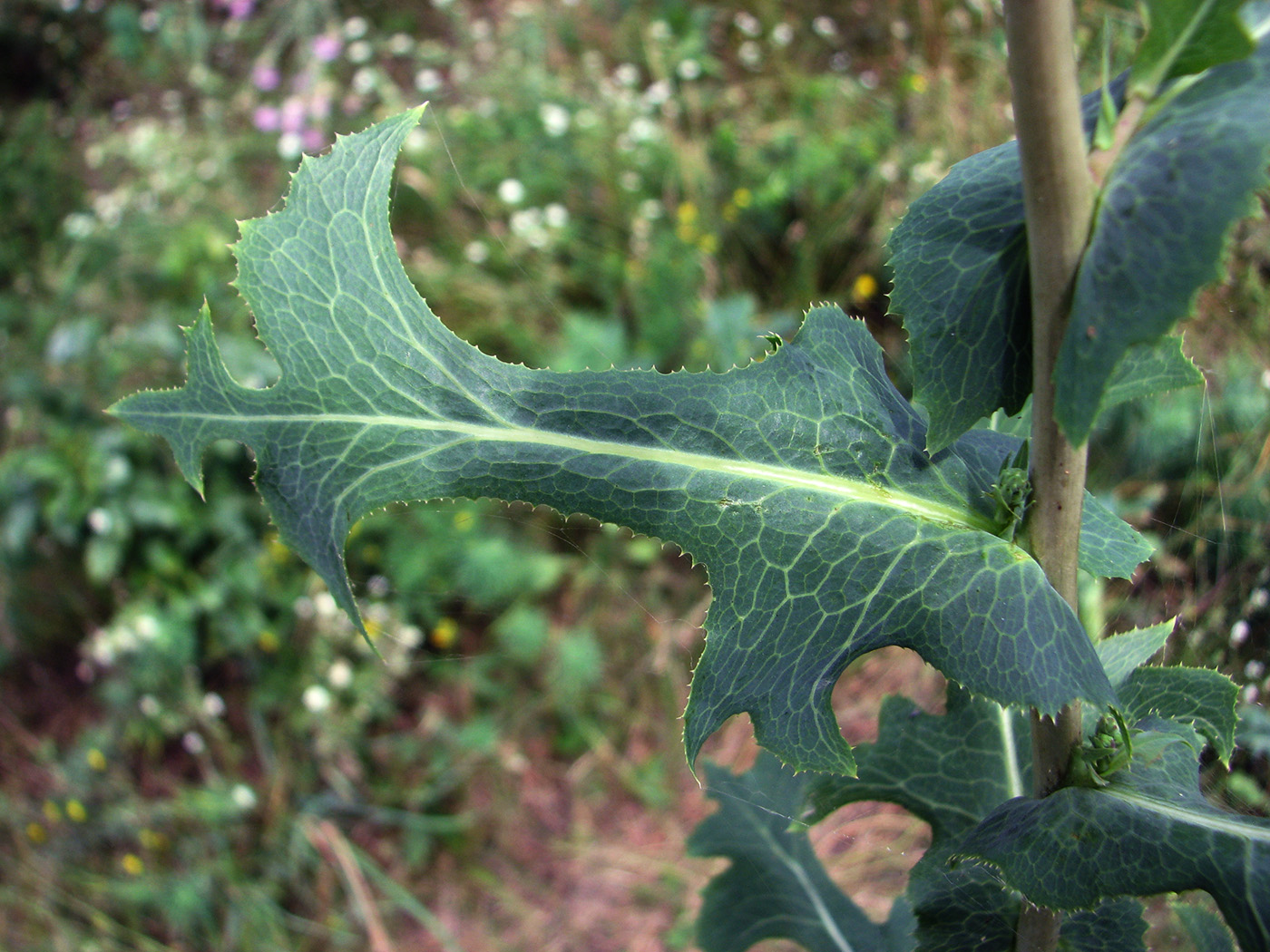 Изображение особи Lactuca serriola.