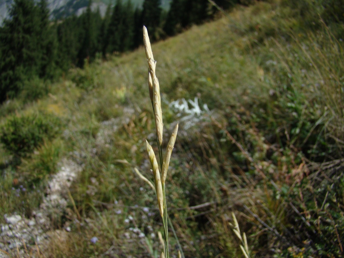 Изображение особи Festuca tzveleviana.